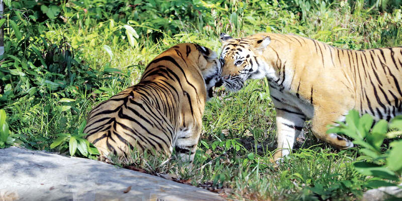 Chiêm bao thấy cọp đi vào nhà- mơ thấy cọp đánh số gì?