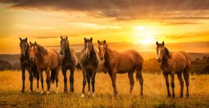 Mộng thấy ngựa có ý nghĩa gì?